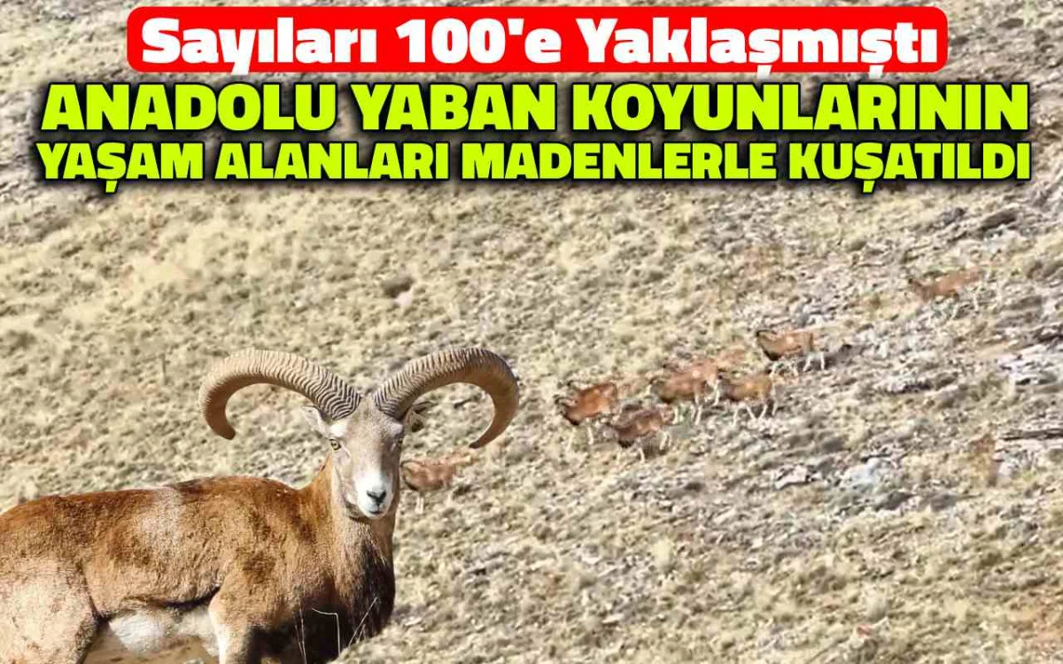 Anadolu yaban koyunlarının yaşam alanı madenlerle kuşatıldı
