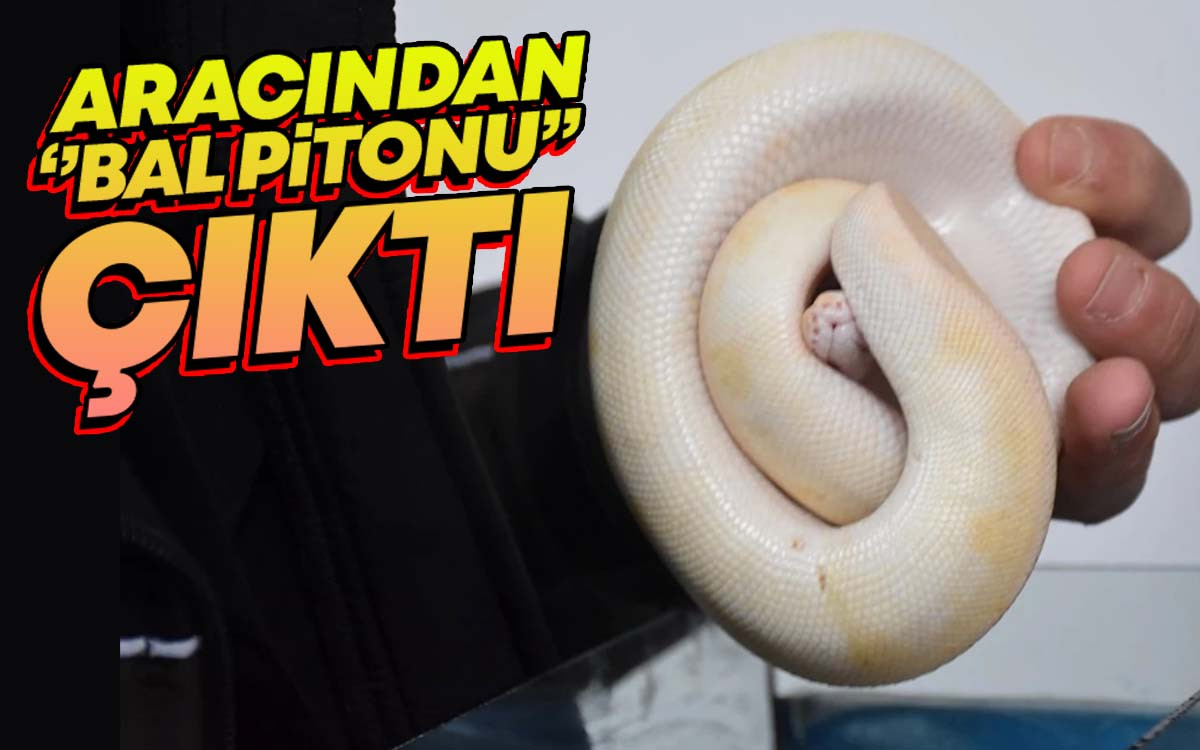 Aracından Bal Pitonu Çıktı