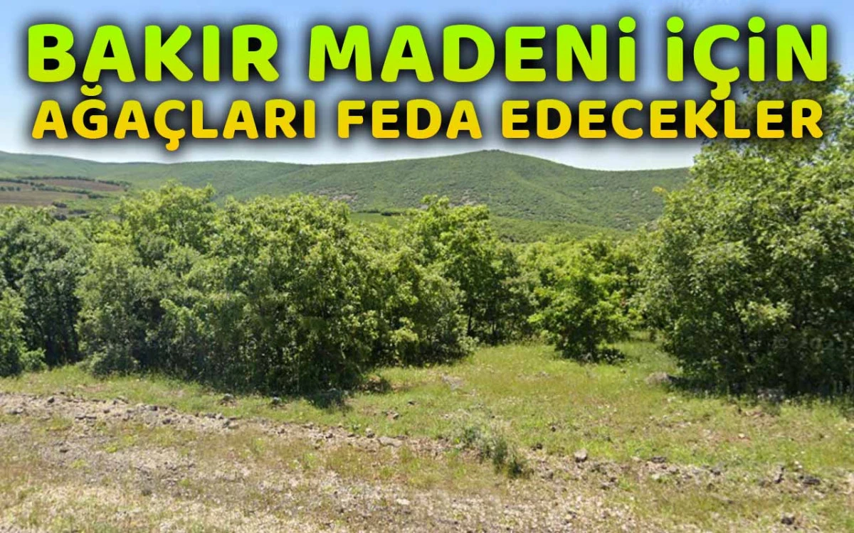 Bakır madeni için ağaçları feda edecekler