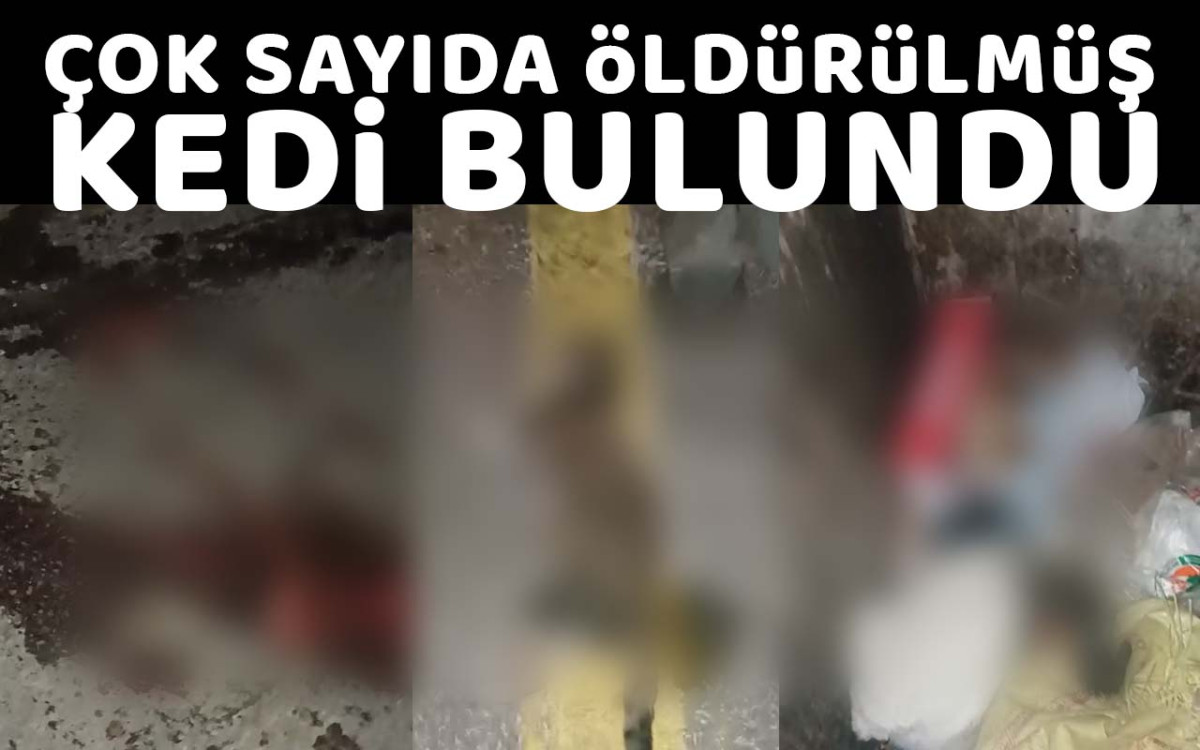 Çok Sayıda Öldürülmüş Kedi Bulundu