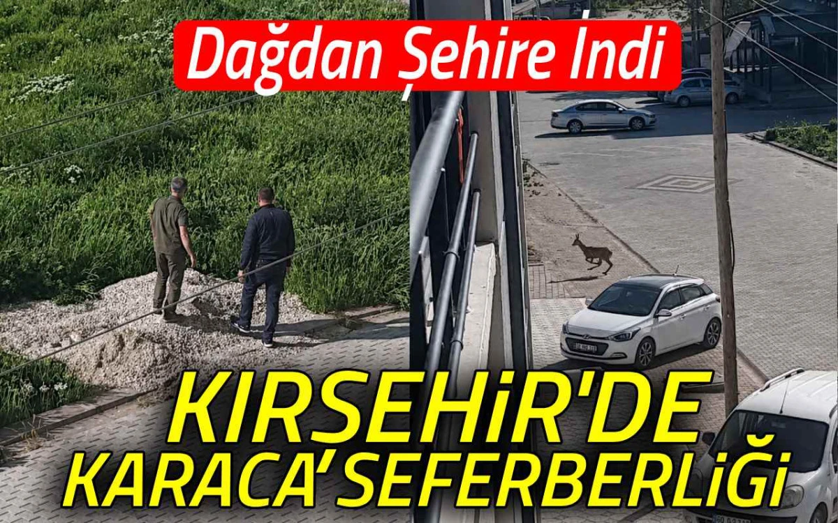 Dağdan şehre indi: Kırşehir’de karaca seferberliği