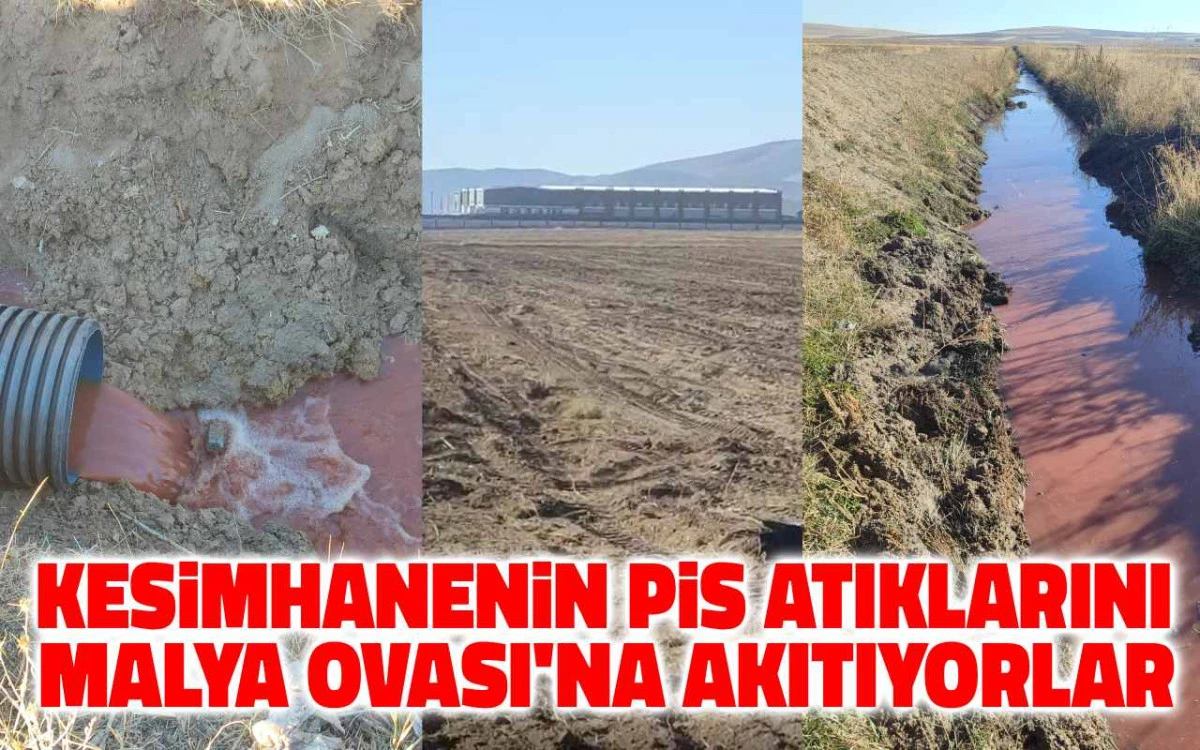 Dev Kesimhaneye ait atıklar Malya Ovası'na akıtılıyor