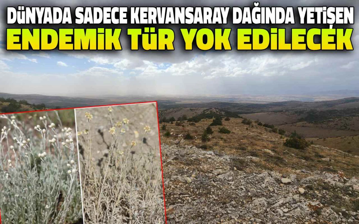 Dünyada sadece Kervansaray Dağları’nda yetişen endemik tür yok edilecek