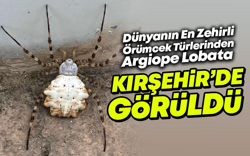 Dünyanın En Zehirli Örümceklerinden ''Argiope Lobata'' Kırşehir'de Görüldü