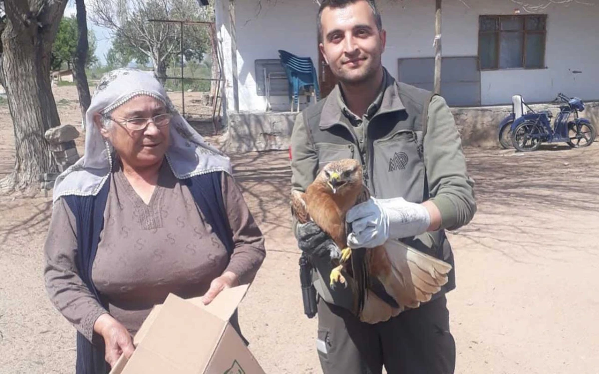 Duyarlı vatandaş yaralı kızıl şahinin kurtarılmasını sağladı