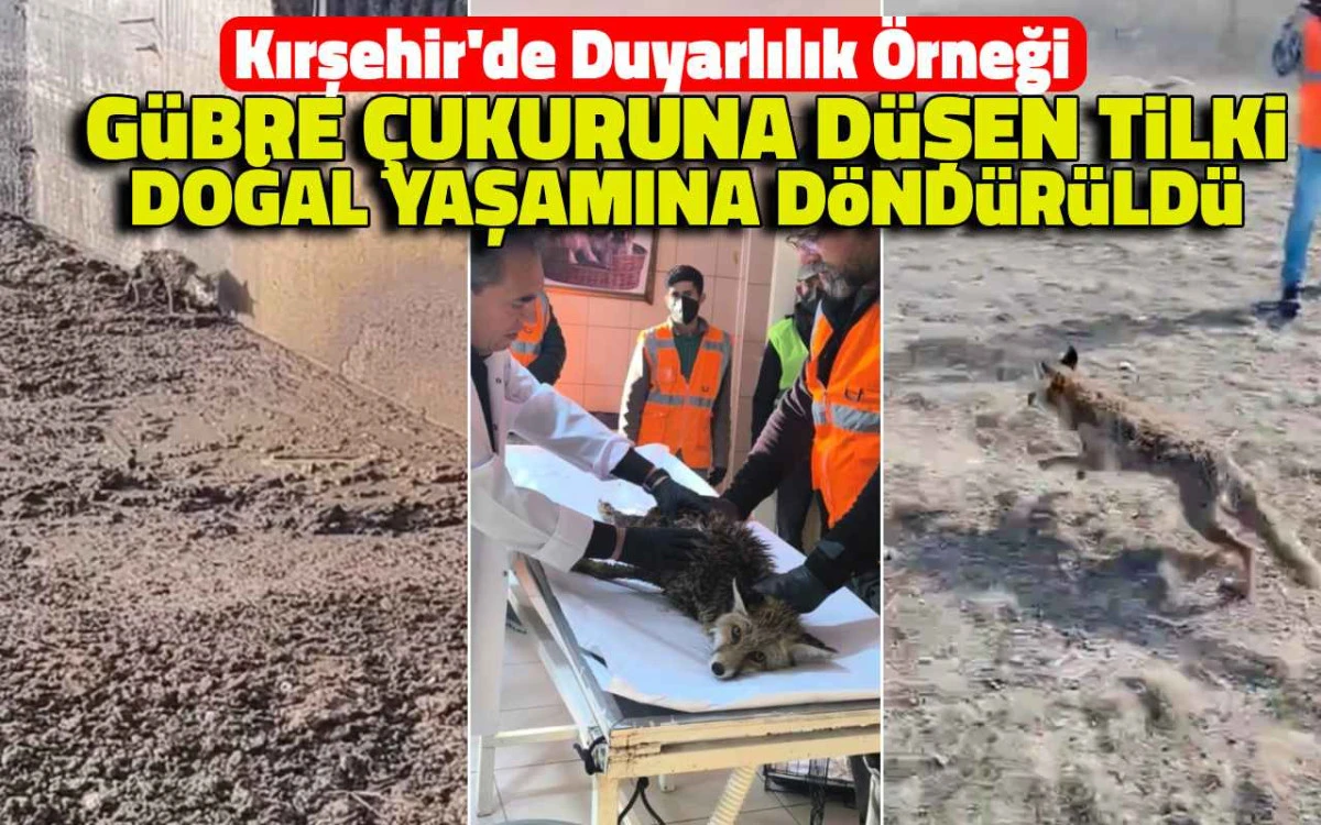 Gübre çukuruna düşen tilki, tekrar doğaya döndürüldü