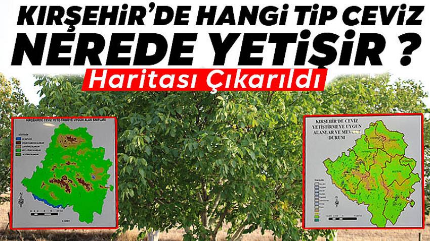 Kırşehir'de Hangi Tip Ceviz Nerede Yetişir : Haritası Çıkarıldı