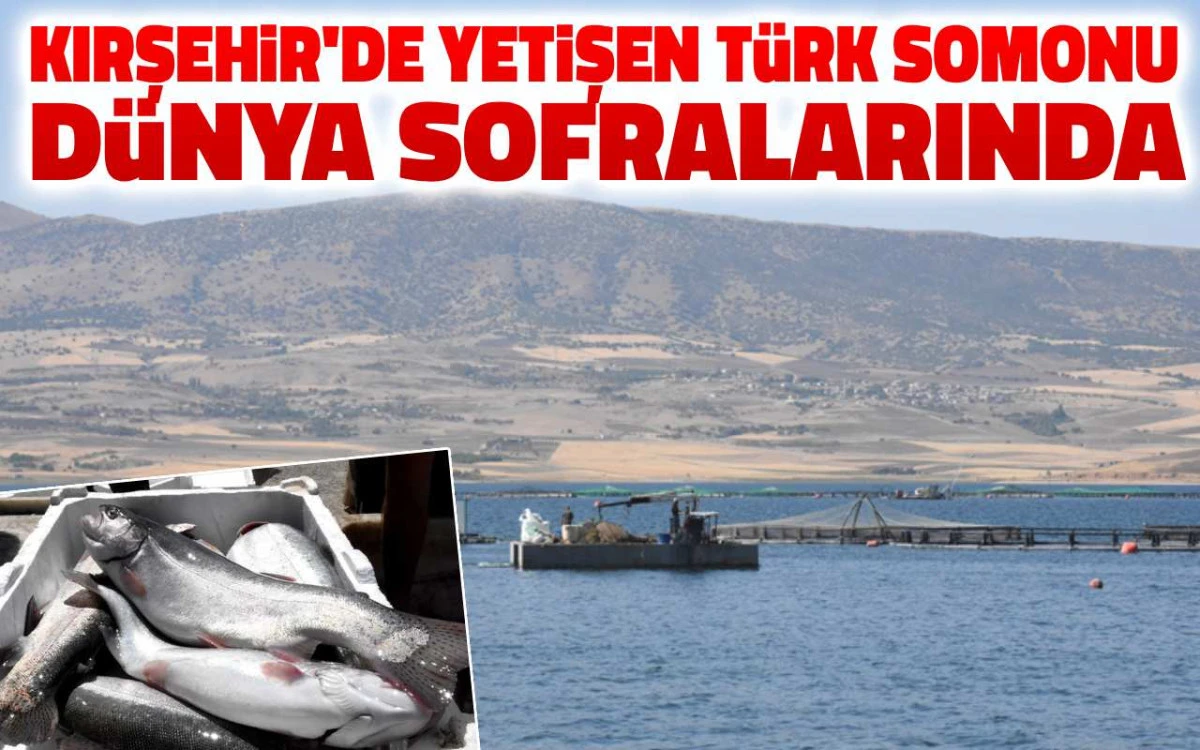 Hirfanlı’da yetişen Türk Somonu Dünya sofralarında