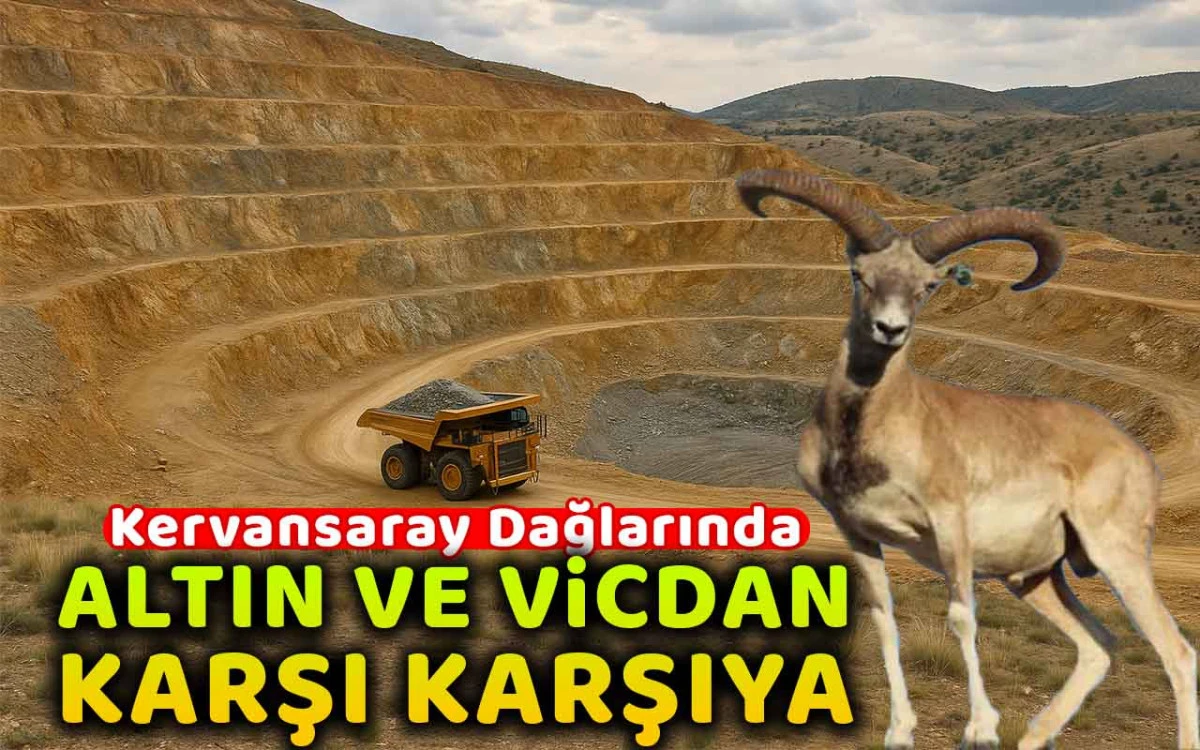 Kervansaray Dağlarında altın ile vicdan karşı karşıya