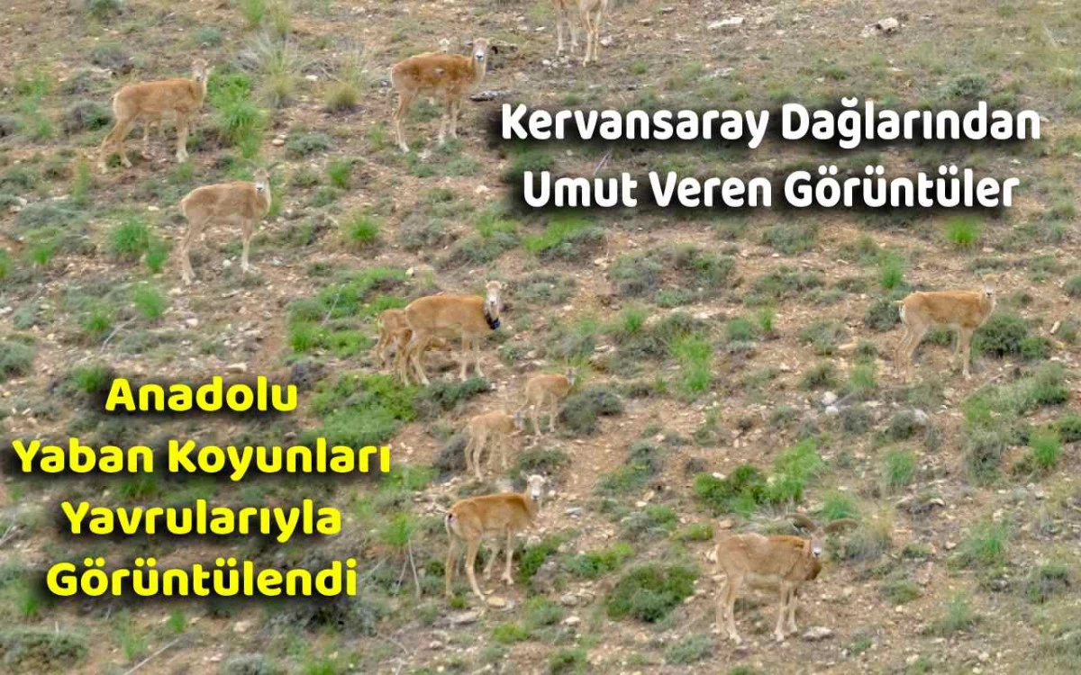 Kervansaray Dağlarından umut veren görüntüler