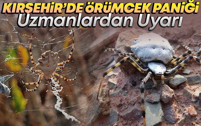Kırşehir'de Agriope Lobata Paniği