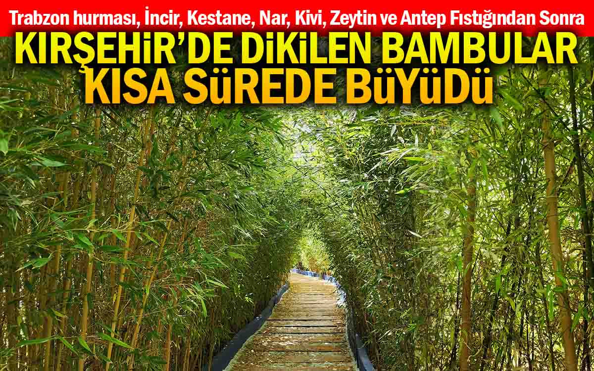 Kırşehir'de Dikilen Bambular Kısa Sürede Metrelerce Büyüdü