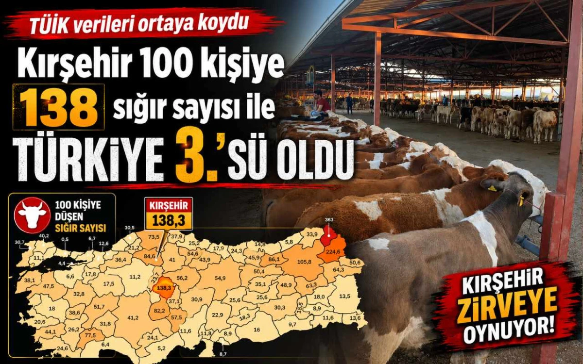 Kırşehir'de her 100 kişiye 138 sığır d&uuml;ş&uuml;yor