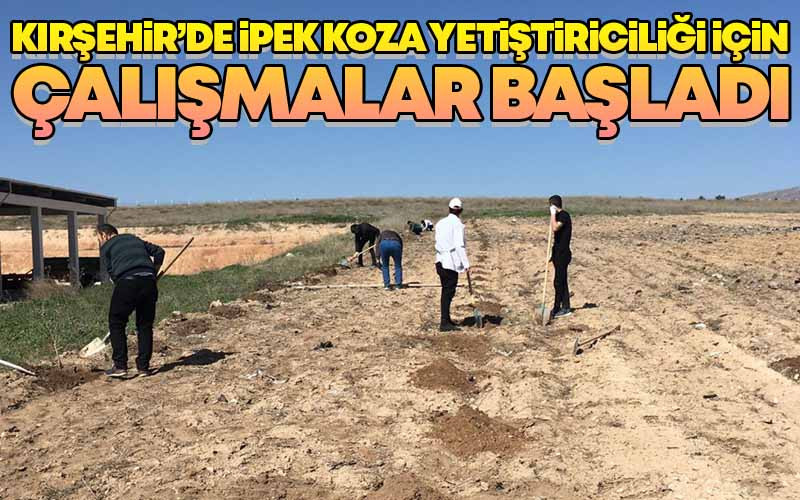 Kırşehir'de İpek Koza Yetiştiriciliği İçin Çalışmalar Başladı