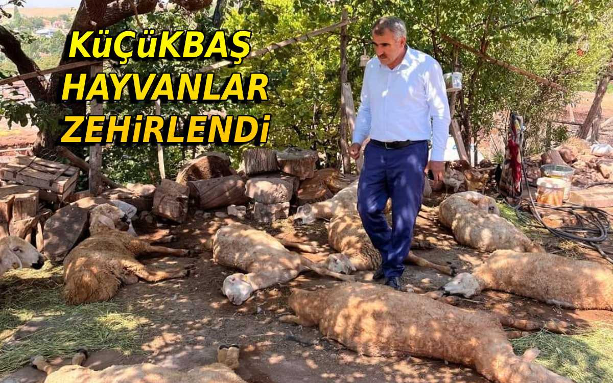 Kırşehir'de Küçükbaş Hayvan Zehirlenmesi