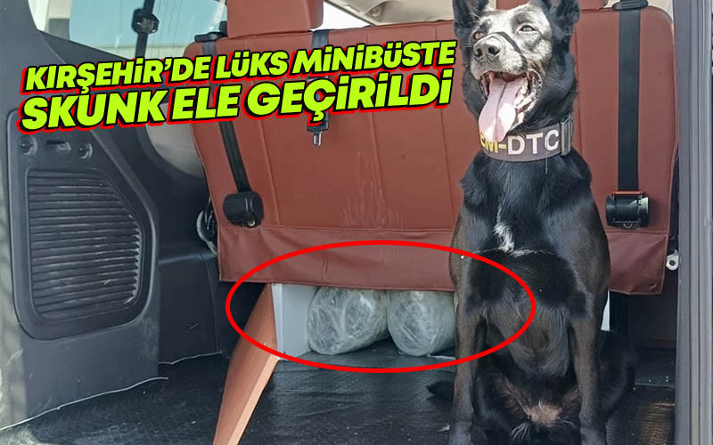 Kırşehir'de Lüks Minibüste Skunk Ele Geçirildi