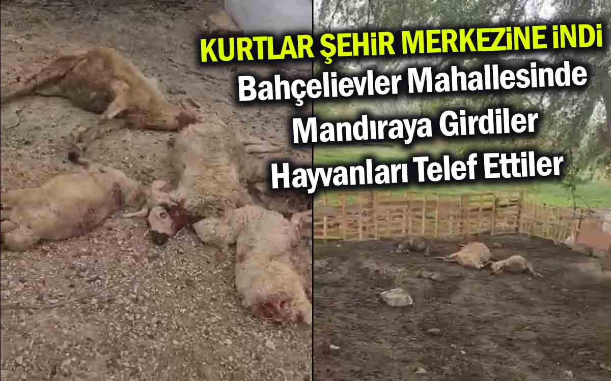 Kırşehir'de Mandıraya Giren Kurtlar Hayvanları Telef Etti