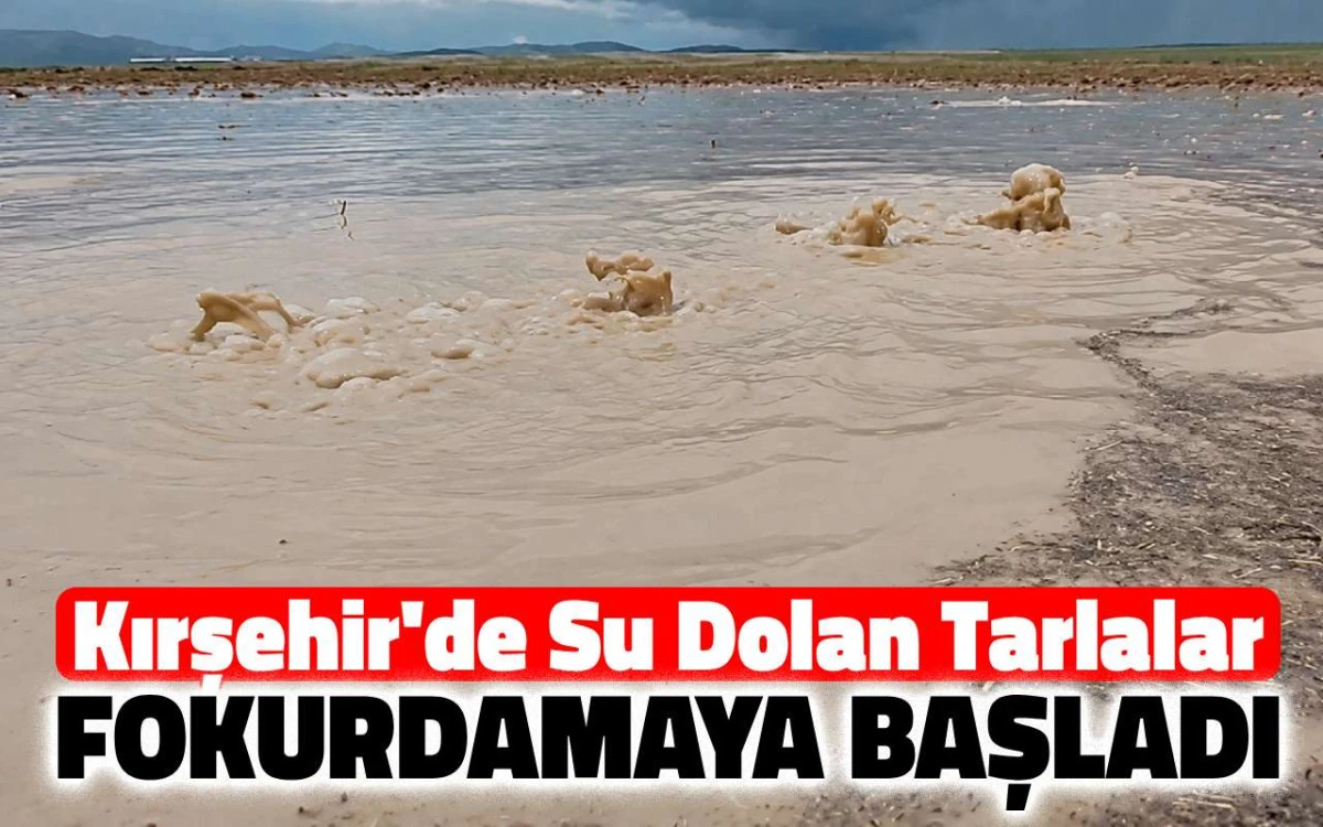 Kırşehir'de su dolan tarlalar fokurdamaya başladı