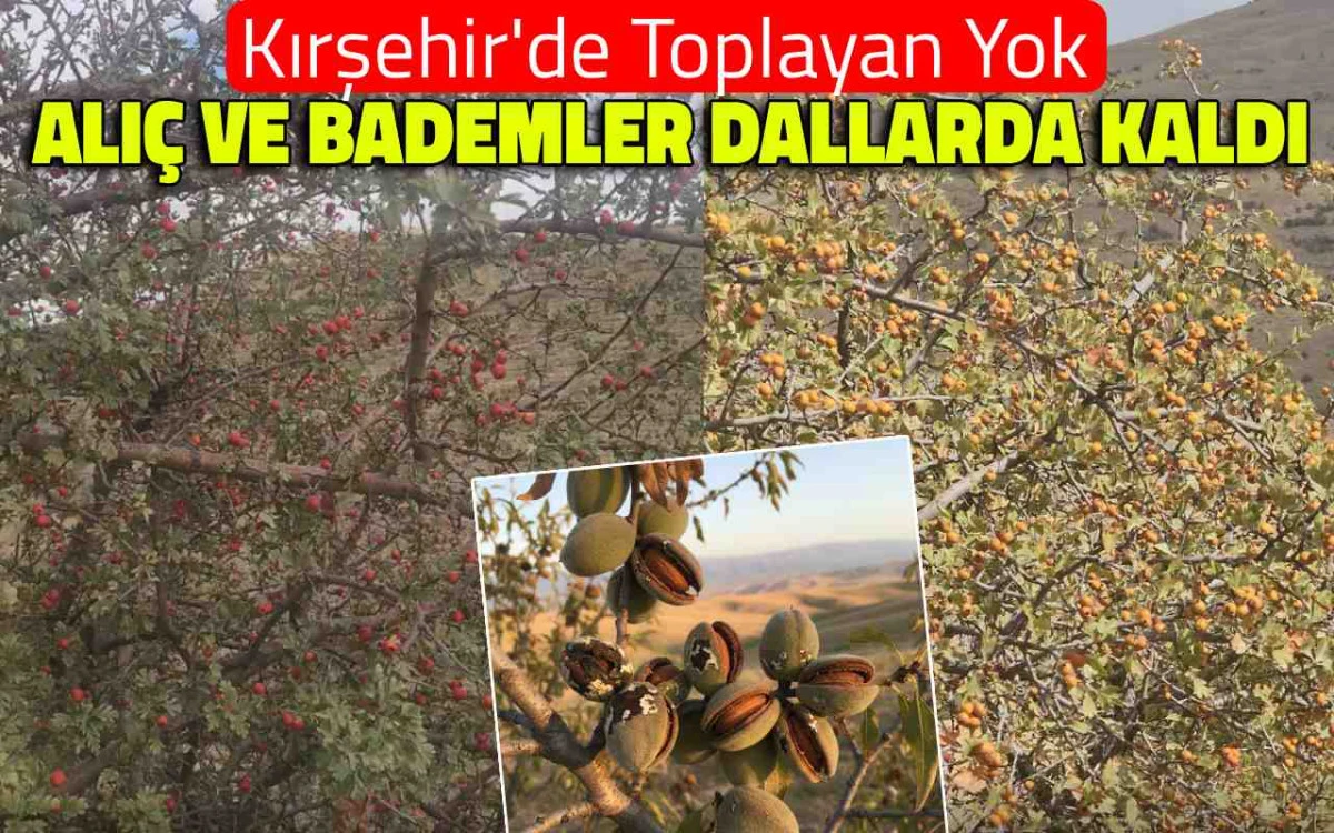 Kırşehir'de toplayan yok: alıç ve bademler dallarda kaldı