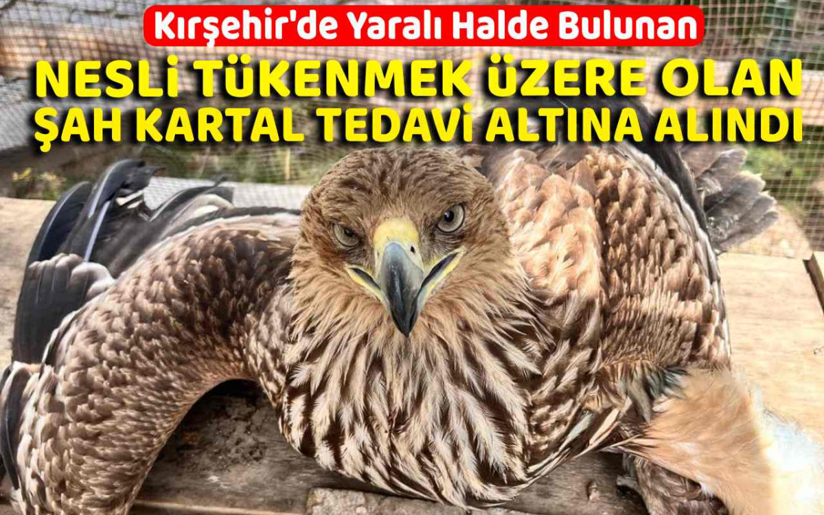 Kırşehir'de yaralı bulunan şah kartal tedavi ediliyor