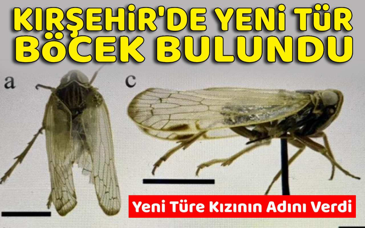 Kırşehir'de yeni bir böcek türü bulundu