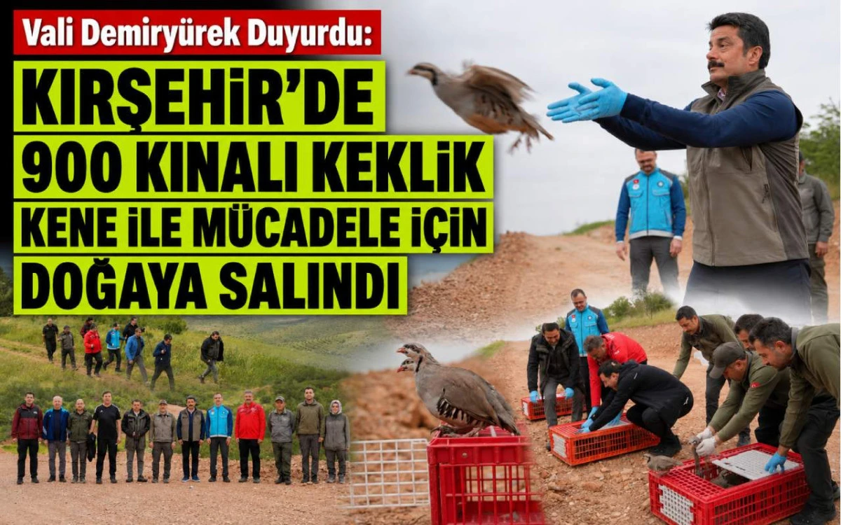Kırşehir'de y&uuml;zlerce kınalı keklik keneye karşı doğaya salındı