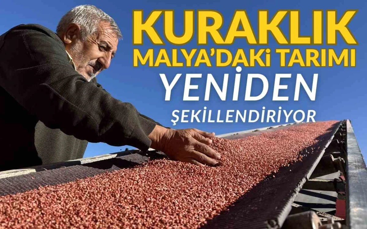 Kuraklık Malya Ovası'ndaki tarım üretimini yeniden şekillendiriyor
