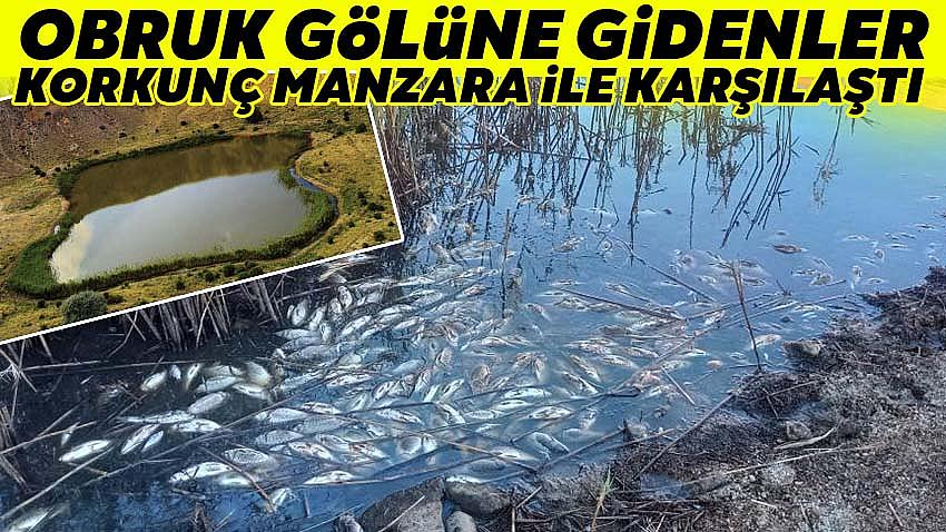 Obruk Gölü'nde Korkunç Manzara : Ölü Balıklar Kıyıya Vurdu