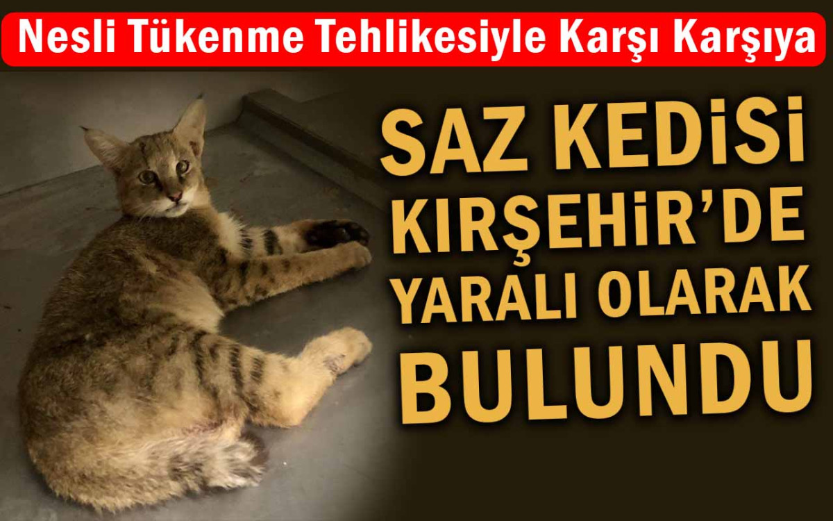 Saz Kedisi Kırşehir’de Yaralı Olarak Bulundu