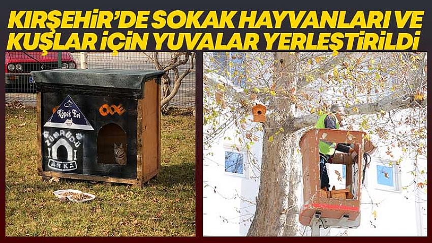 Kırşehir'de Sokak Hayvanları ve Kuşlar İçin Yuvalar Yerleştirildi