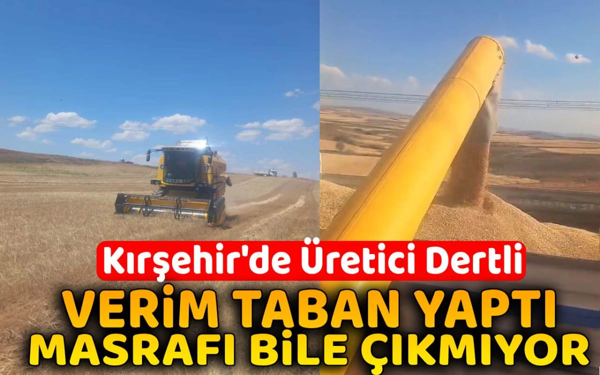 Verim taban yaptı, masrafı bile çıkmıyor