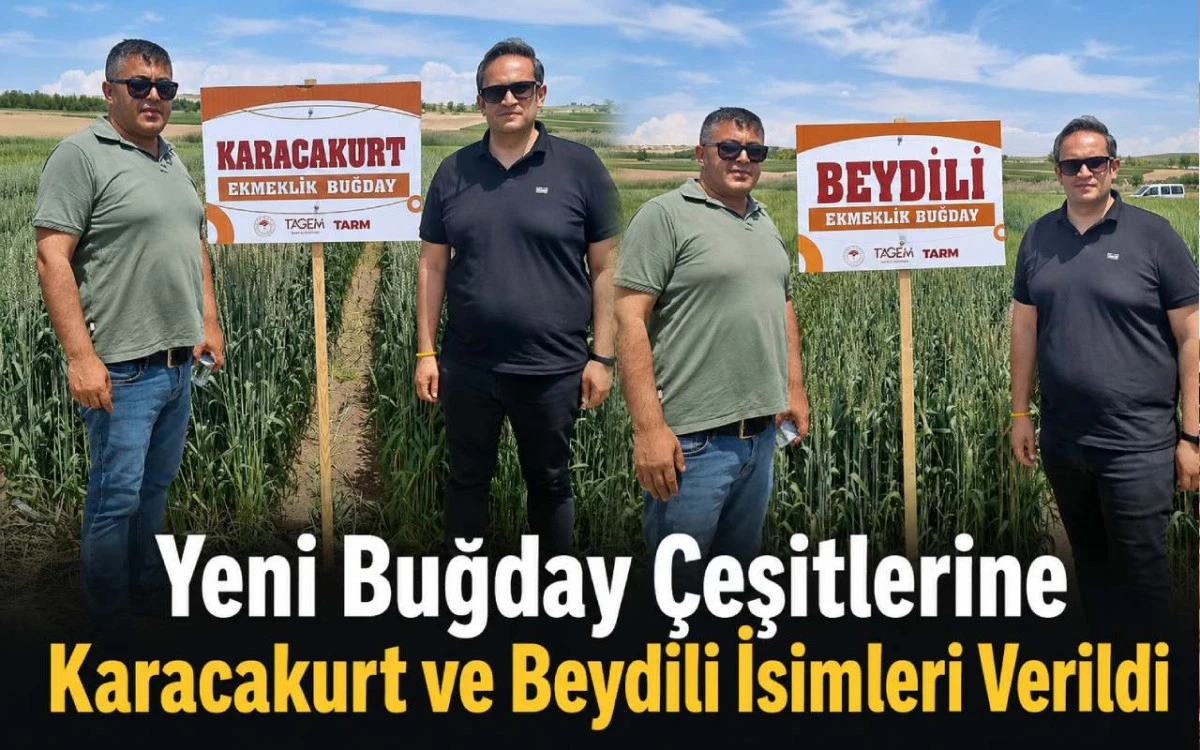 Yeni buğday &ccedil;eşitlerine Karacakurt ve Beydili isimleri verildi